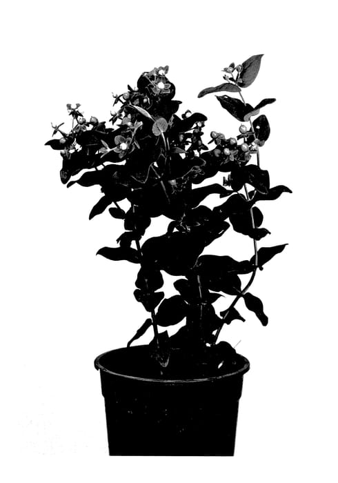 Figure 1 of US plant patent PP27971, the photograph of Allboo printed in the patent.