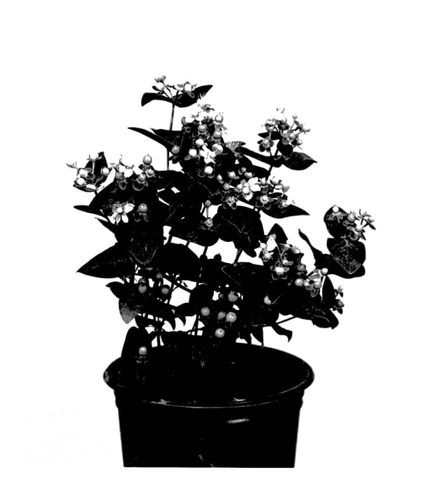 Figure 1 of US plant patent PP27972, the photograph of Allpista printed in the patent.