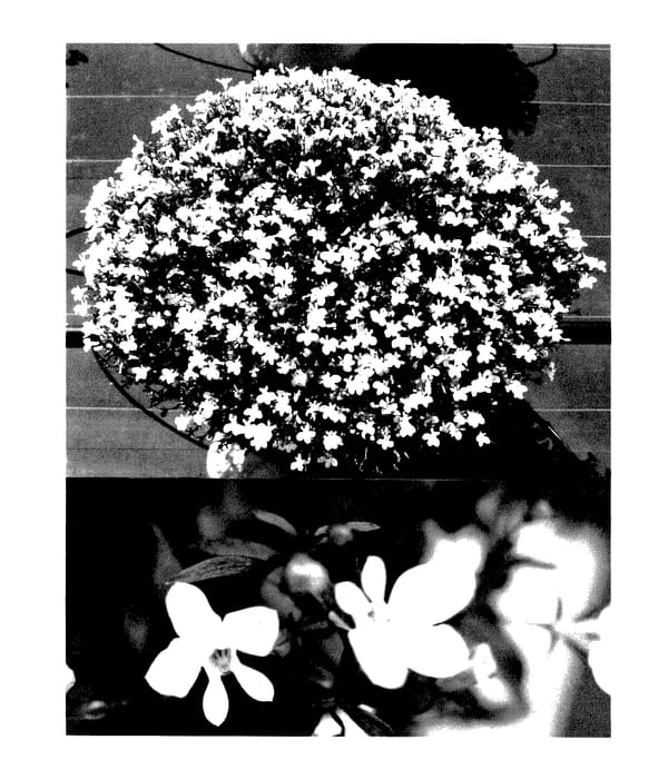 Figure 1 of US plant patent PP27973, the photograph of Sunlobericoho printed in the patent.
