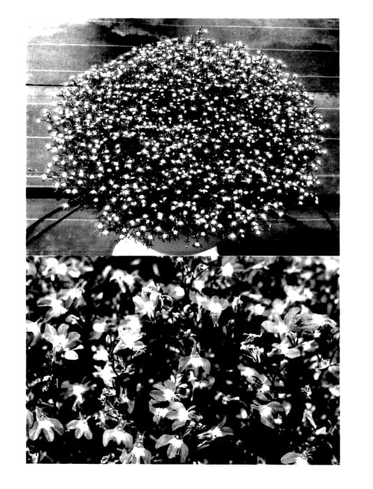 Figure 1 of US plant patent PP27974, the photograph of Sunlobe Torecama printed in the patent.