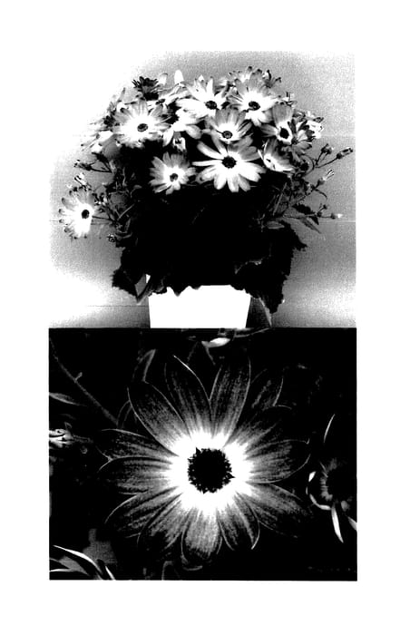 Figure 1 of US plant patent PP27975, the photograph of Sunsenegoroku printed in the patent.