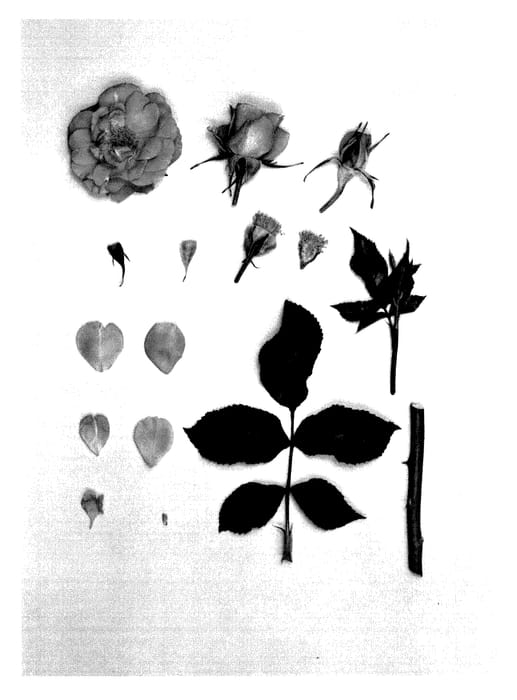Figure 1 of US plant patent PP27976, the photograph of KORapfhecki printed in the patent.