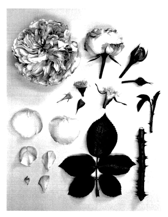 Figure 1 of US plant patent PP27977, the photograph of KORfre0007 printed in the patent.