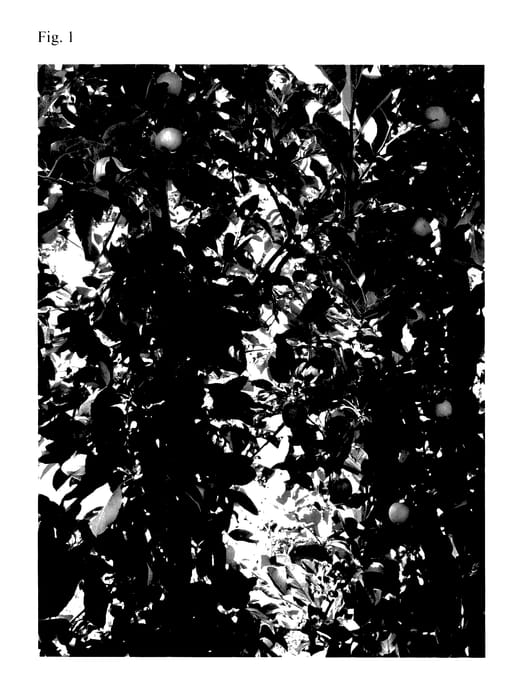Figure 1 of US plant patent PP27978, the photograph of Gala 2013 printed in the patent.