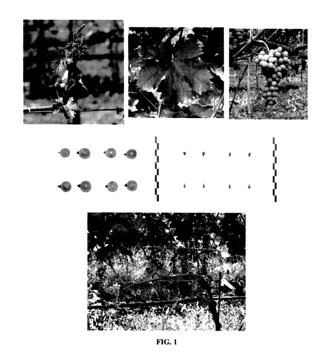 Figure 1 of US plant patent PP27979, the photograph of IASMA ECO 3 printed in the patent.