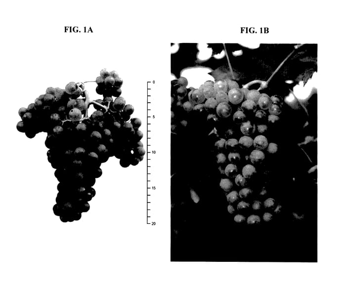 Figure 1 of US plant patent PP27980, the photograph of SAUVIGNON KRETOS printed in the patent.