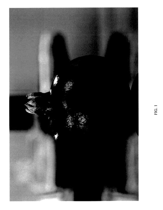 Figure 1 of US plant patent PP27981, the photograph of Red Jay printed in the patent.