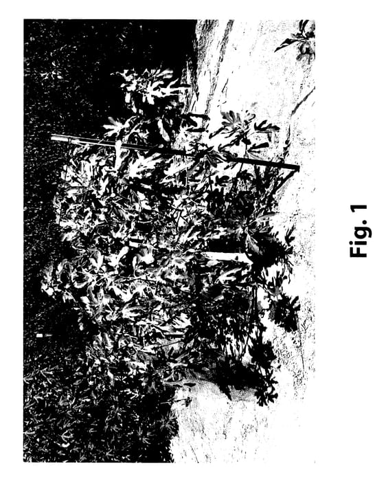 Figure 1 of US plant patent PP27982, the photograph of S-49 printed in the patent.
