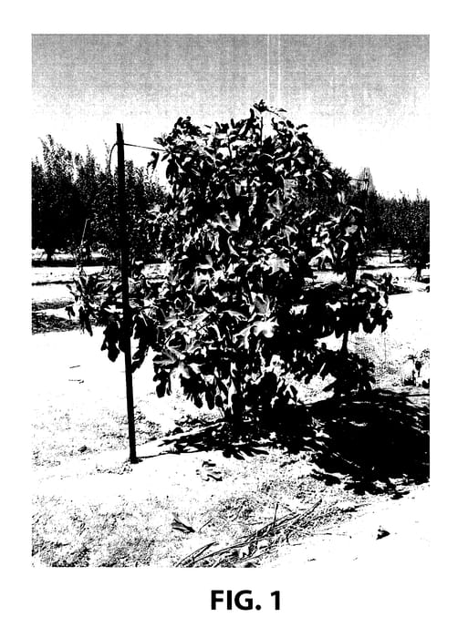 Figure 1 of US plant patent PP27983, the photograph of S-64 printed in the patent.