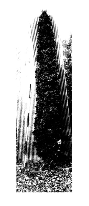 Figure 1 of US plant patent PP27984, the photograph of Spireandela printed in the patent.