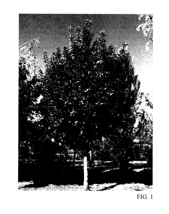 Figure 1 of US plant patent PP27985, the photograph of JFS-KW249 printed in the patent.