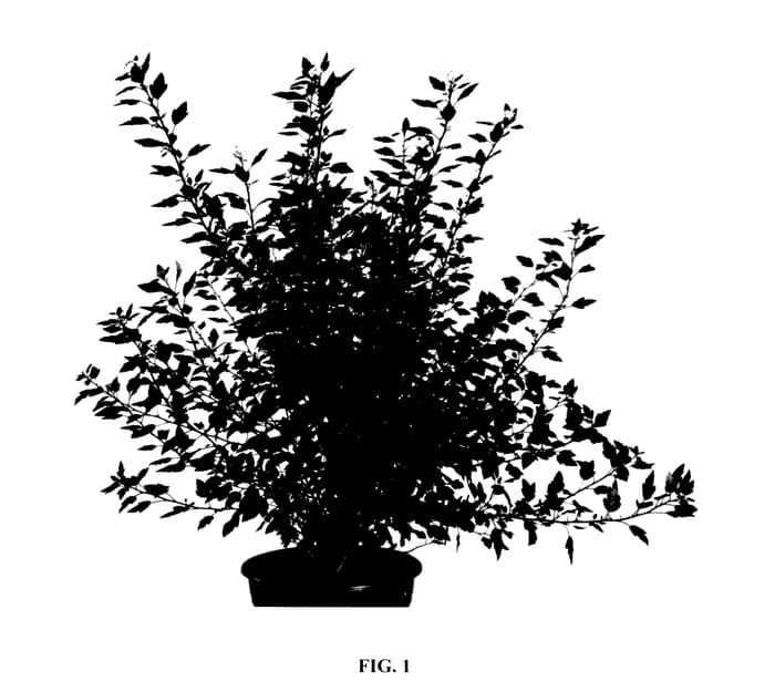 Figure 1 of US plant patent PP27986, the photograph of Hoogi021 printed in the patent.