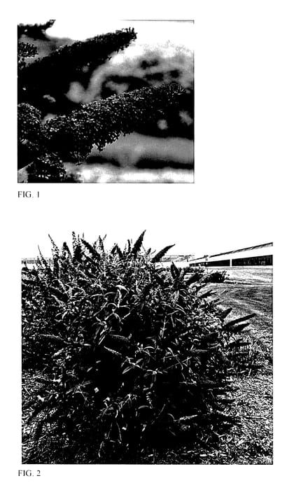 Figure 1 of US plant patent PP27987, the photograph of Queen of Hearts printed in the patent.