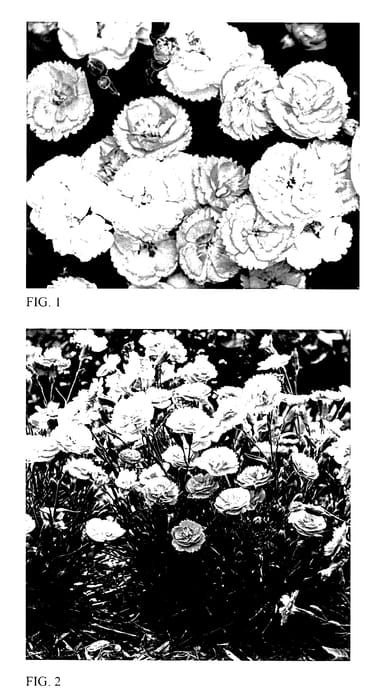 Figure 1 of US plant patent PP27989, the photograph of Sweetie Pie printed in the patent.