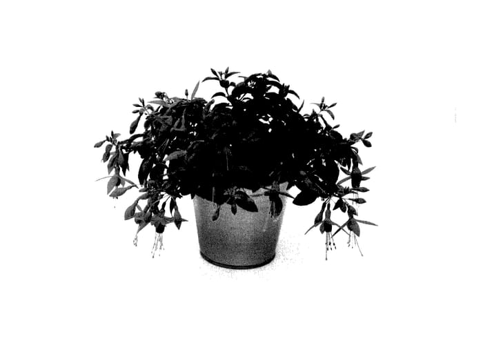 Figure 1 of US plant patent PP27990, the photograph of KLEFU14838 printed in the patent.
