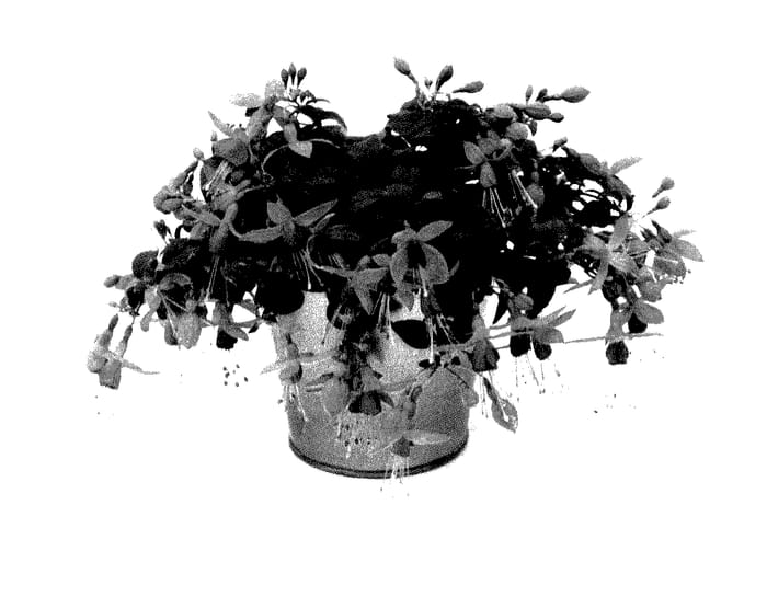 Figure 1 of US plant patent PP27991, the photograph of KLEFU14842 printed in the patent.