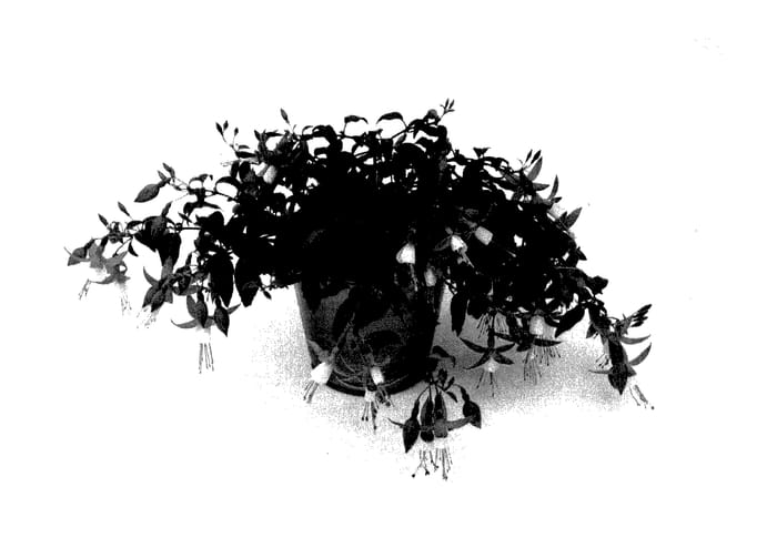 Figure 1 of US plant patent PP27992, the photograph of KLEFU14843 printed in the patent.