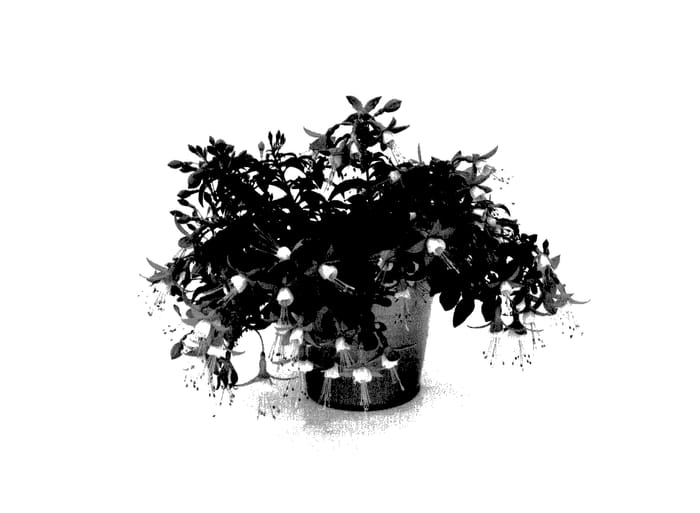 Figure 1 of US plant patent PP27993, the photograph of KLEFU14840 printed in the patent.