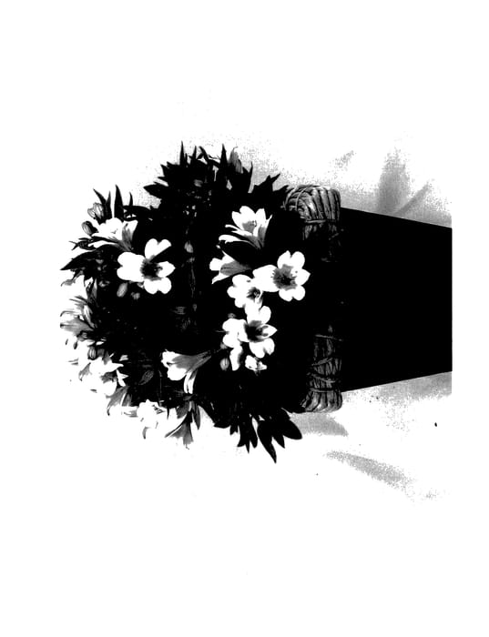 Figure 1 of US plant patent PP27994, the photograph of Koncalucky printed in the patent.