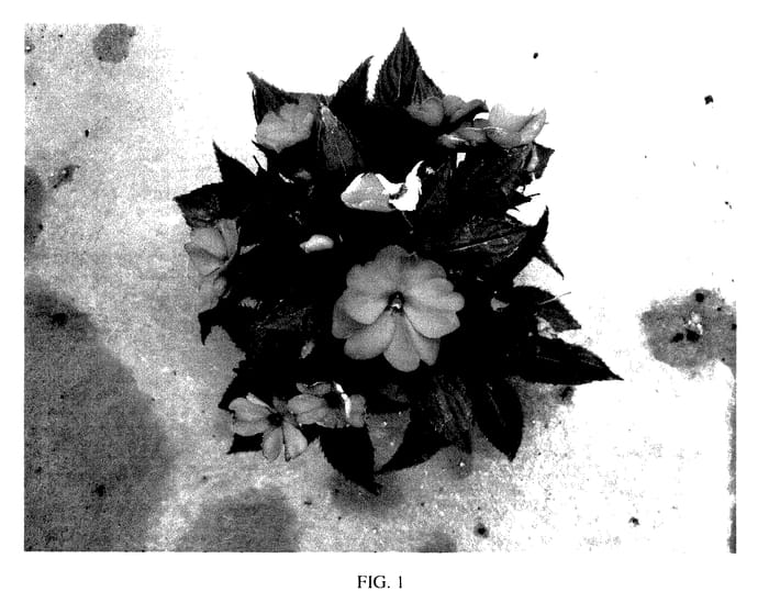 Figure 1 of US plant patent PP27995, the photograph of SAKIMP044 printed in the patent.