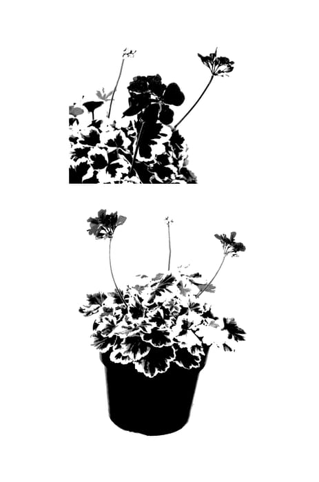 Figure 1 of US plant patent PP27996, the photograph of G12120 printed in the patent.