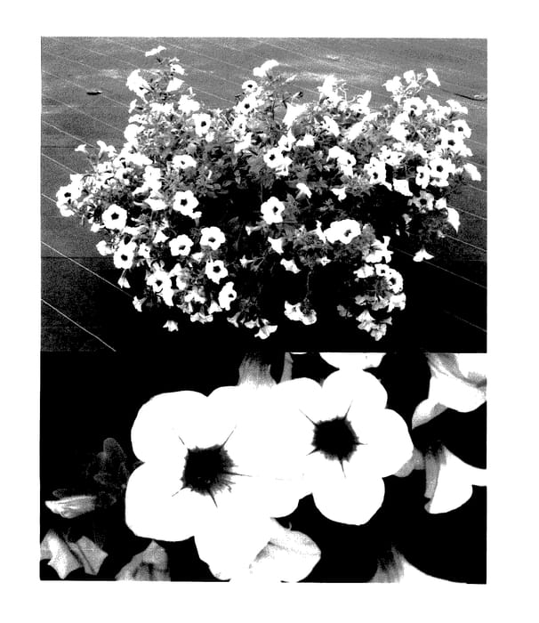 Figure 1 of US plant patent PP27997, the photograph of Sunsurf Yohaiha printed in the patent.