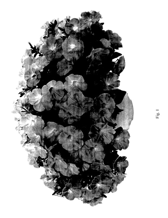 Figure 1 of US plant patent PP27998, the photograph of DRAYBAROQU printed in the patent.