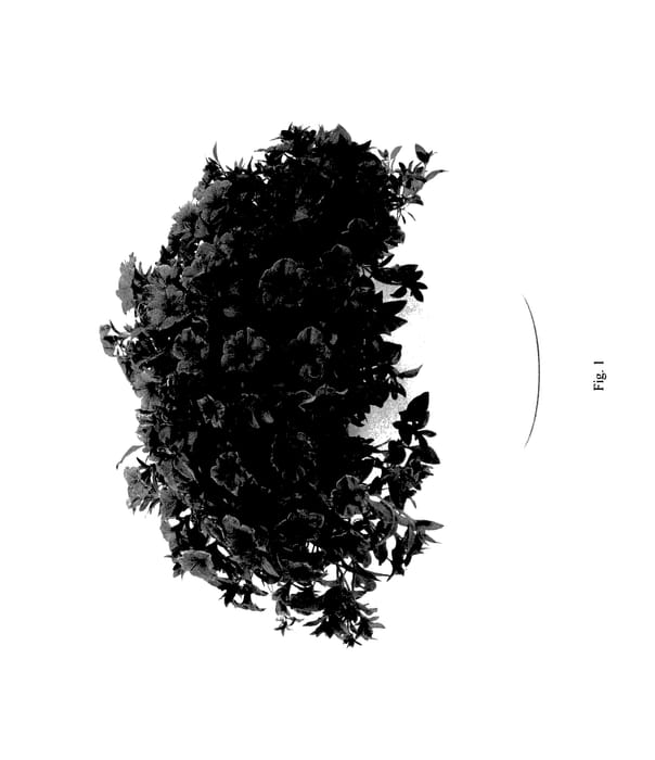 Figure 1 of US plant patent PP27999, the photograph of DCASPITAYA printed in the patent.