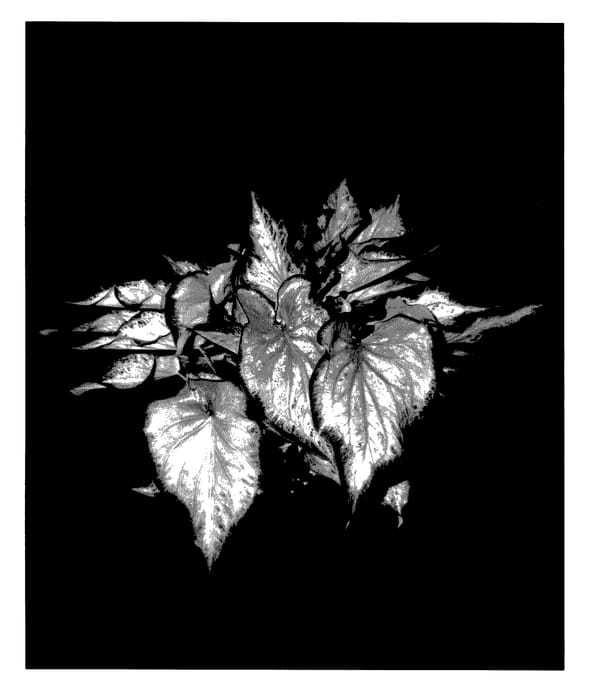 Figure 1 of US plant patent PP28000, the photograph of PSY LAV 2322-566B printed in the patent.