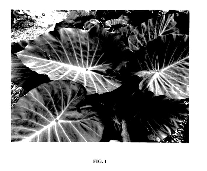 Figure 1 of US plant patent PP28001, the photograph of Maximus Gigante printed in the patent.