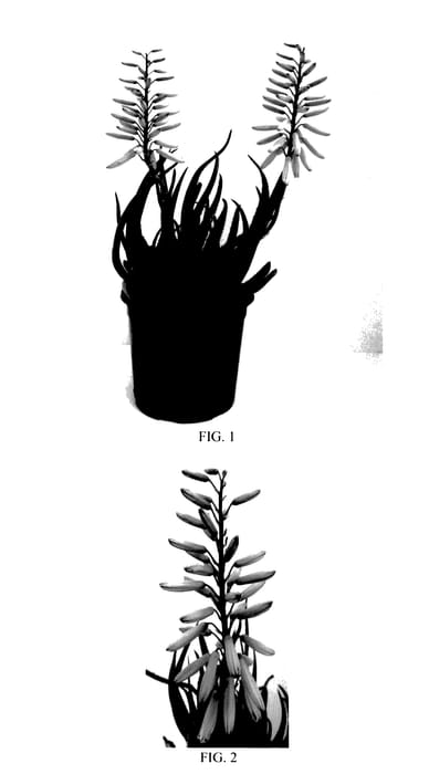 Figure 1 of US plant patent PP28002, the photograph of Safari Rose printed in the patent.