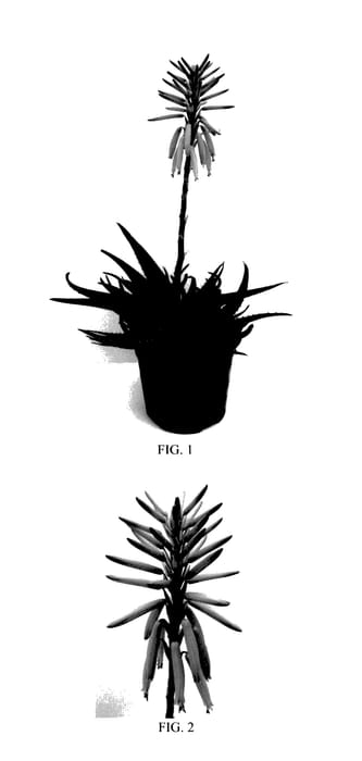 Figure 1 of US plant patent PP28003, the photograph of ANDora printed in the patent.