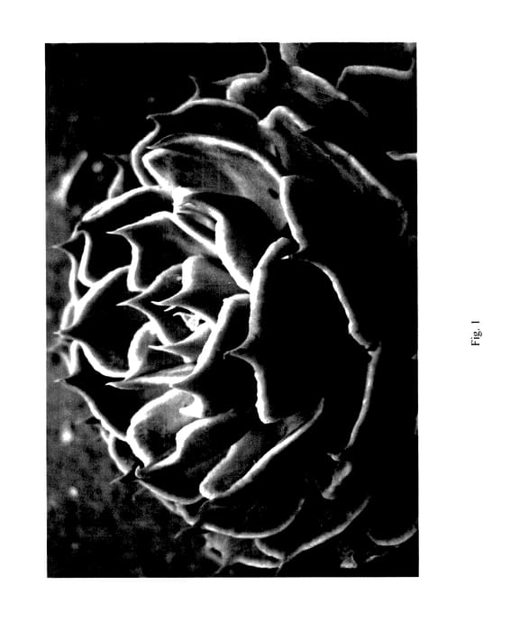 Figure 1 of US plant patent PP28004, the photograph of COLORSHIFT printed in the patent.