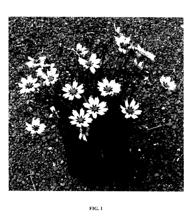 Figure 1 of US plant patent PP28005, the photograph of Starlight printed in the patent.