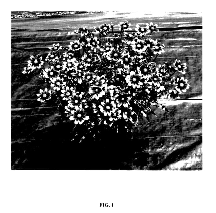 Figure 1 of US plant patent PP28006, the photograph of Starstruck printed in the patent.