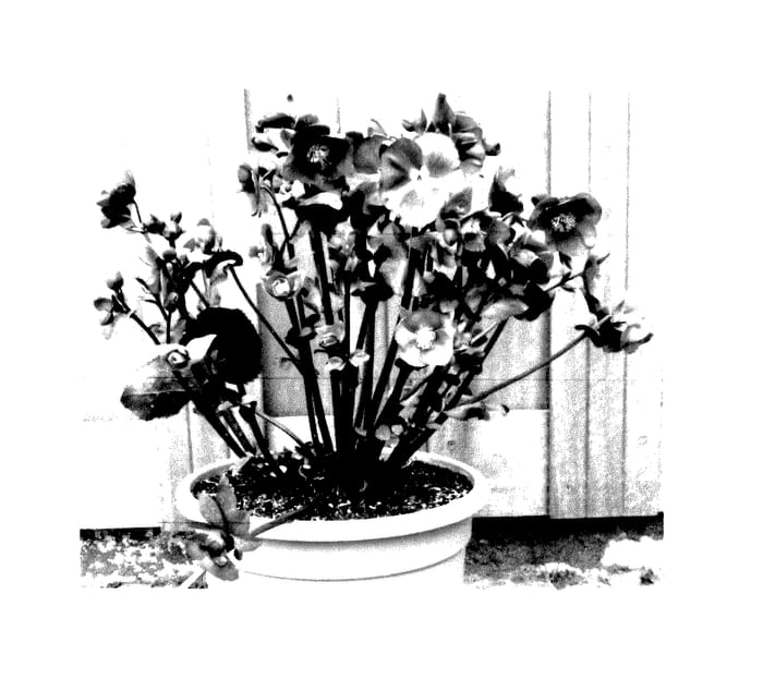 Figure 1 of US plant patent PP28007, the photograph of EPB 32 printed in the patent.