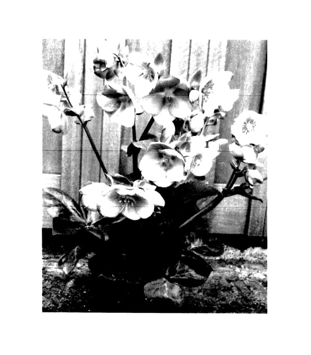 Figure 1 of US plant patent PP28008, the photograph of EPB 25 printed in the patent.