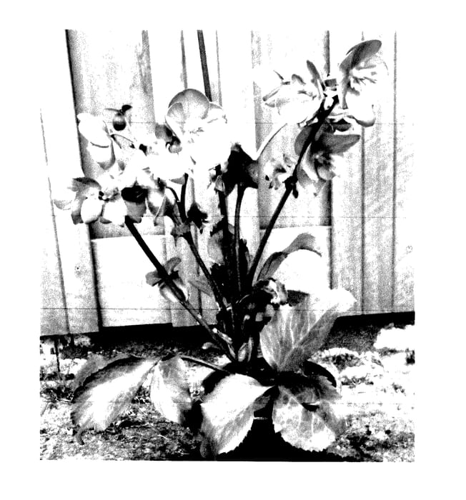 Figure 1 of US plant patent PP28009, the photograph of EPB 31 printed in the patent.