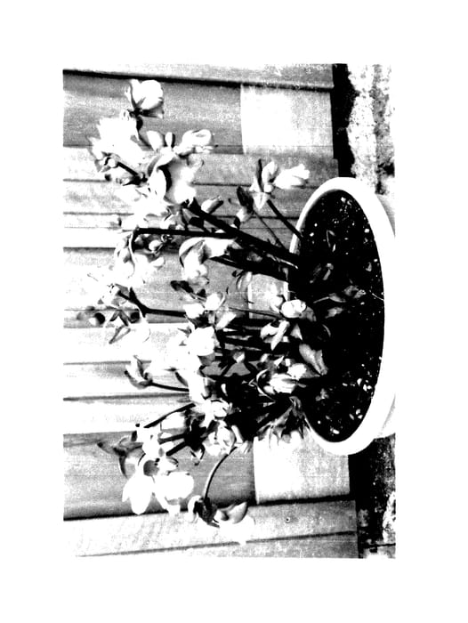 Figure 1 of US plant patent PP28010, the photograph of EPB 29 printed in the patent.