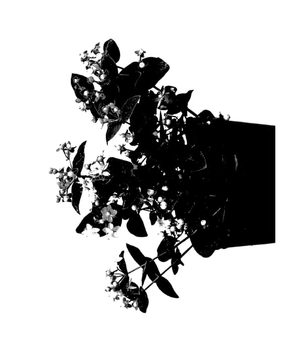 Figure 1 of US plant patent PP28011, the photograph of Allprimo printed in the patent.