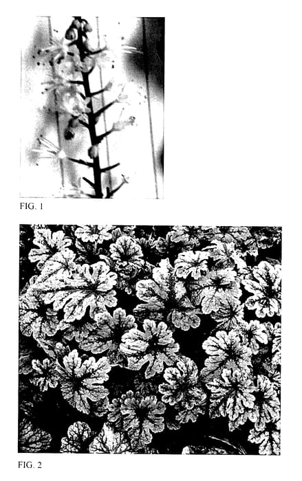Figure 1 of US plant patent PP28012, the photograph of Fingerpaint printed in the patent.