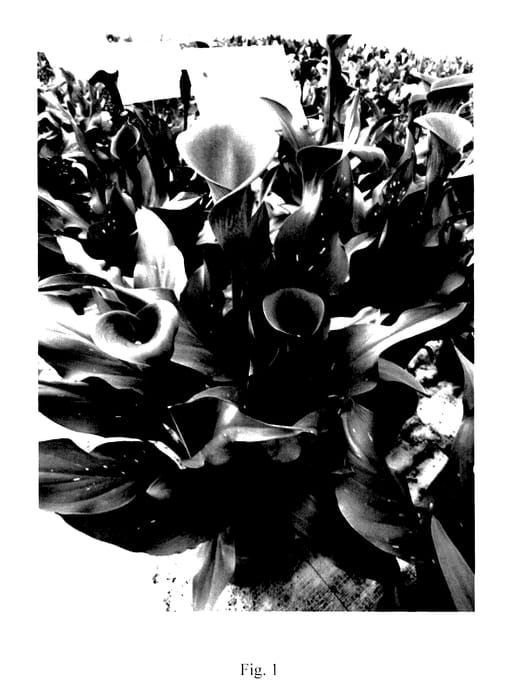 Figure 1 of US plant patent PP28013, the photograph of Sumatra printed in the patent.