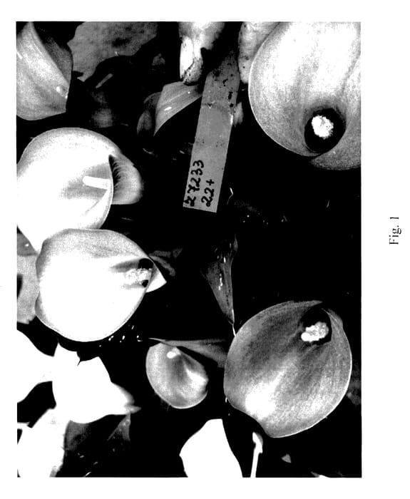 Figure 1 of US plant patent PP28014, the photograph of Le Chique printed in the patent.