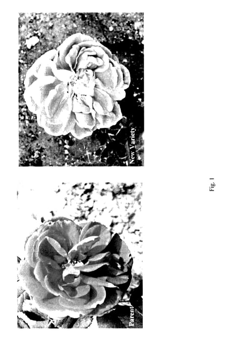 Figure 1 of US plant patent PP28015, the photograph of KASCT491-1 printed in the patent.
