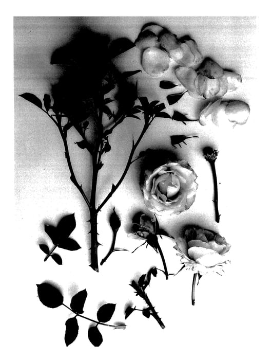 Figure 1 of US plant patent PP28016, the photograph of Poulpar089 printed in the patent.