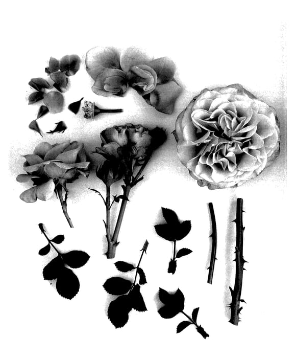 Figure 1 of US plant patent PP28017, the photograph of Poulpah072 printed in the patent.