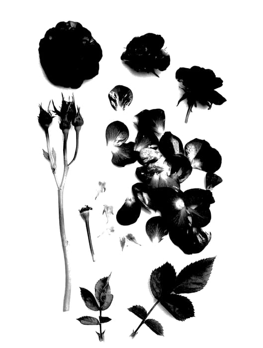 Figure 1 of US plant patent PP28018, the photograph of Poulpar085 printed in the patent.