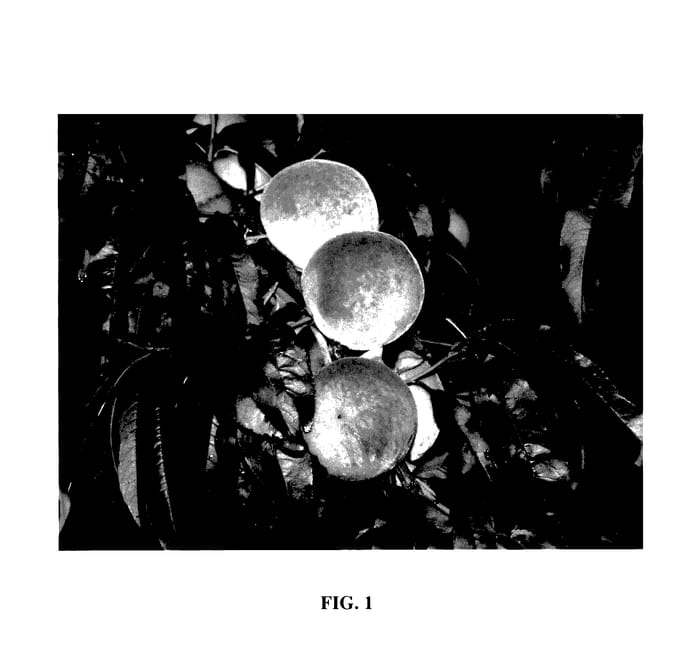 Figure 1 of US plant patent PP28019, the photograph of Golden Zest printed in the patent.