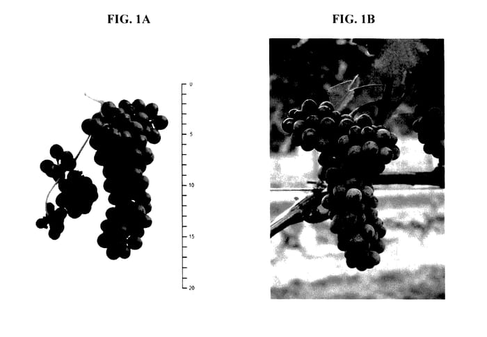 Figure 1 of US plant patent PP28020, the photograph of MERLOT KANTHUS printed in the patent.