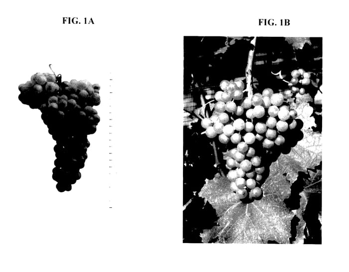 Figure 1 of US plant patent PP28021, the photograph of FLEURTAI printed in the patent.